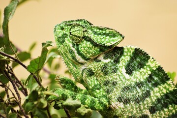 green lizard on a branch