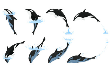 Orca animation in water set. Cartoon animal design. Ocean mammal orca isolated on white background. Whale killer jumping, predator fish illustration