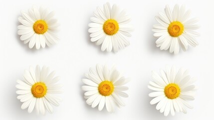 Fototapeta premium A group of white flowers on a white surface. Suitable for various uses