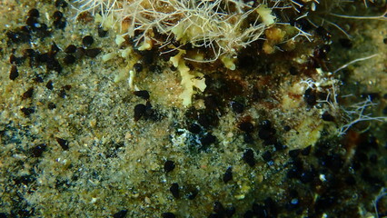 Obraz na płótnie Canvas Sea snails or mud snails (Cerithidea sp.) close-up undersea, Aegean Sea, Greece, Halkidiki