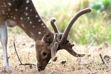 Close up shot of a spotted deer