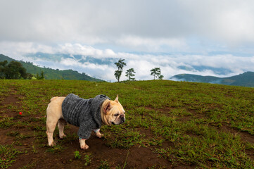 Dog with mountains and fog in the morning at Mae Tho view point,  Chiang mai, Thailand