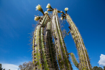 Blossoming cactus