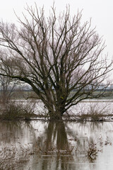 Baum im Winter bei Hochwasser an der Donau
