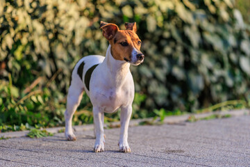Cute Jack Russell Terrier dog on the sidewalk near the house. Pet portrait with selective focus and copy space