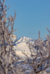 snow covered trees