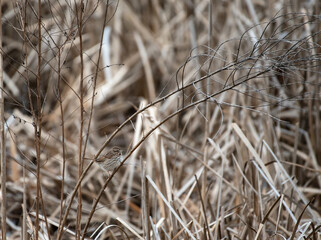 Fototapeta premium Song Sparrow