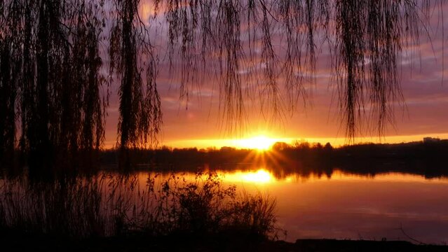 Sunlight over a lake at sunrise. Reflection of the sun in the water. Silhouette of weeping willow and pampas grass in the foreground.