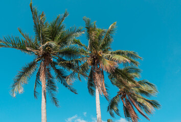 Bottom view of coconut palm trees in sunshine. Palm trees against a beautiful blue sky. Green palm trees on blue sky background. Travel concept.