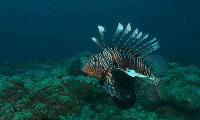 common lionfish swimming in open water amongst the healthy coral reefs of watamu marine park, kenya