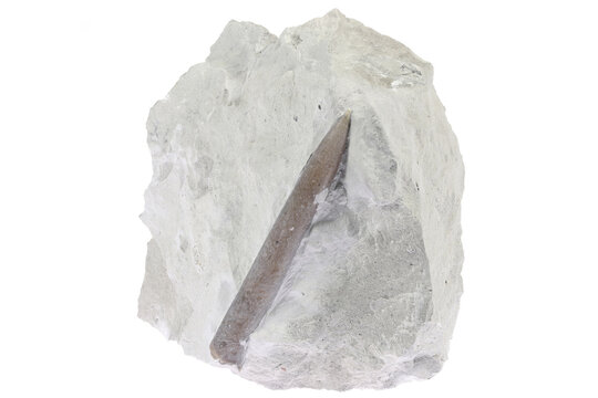 belemnite (Gonioteuthis quadrata) in matrix from the H&ouml;ver, Germany isolated on white background