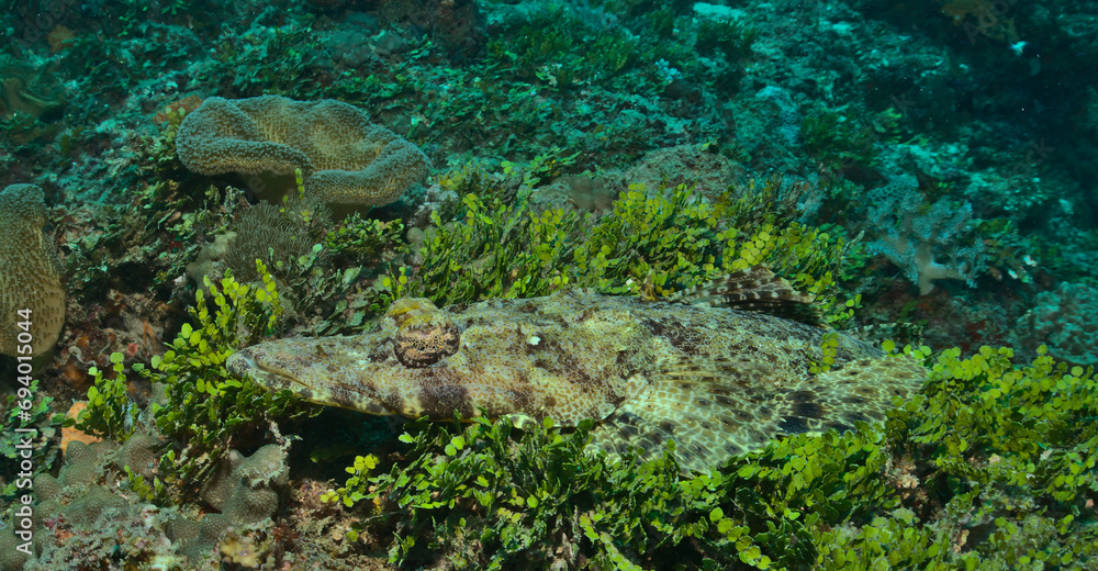 Wall mural side view of crocodilefish camouflaged among the healthy coral reefs of watamu marine park, kenya