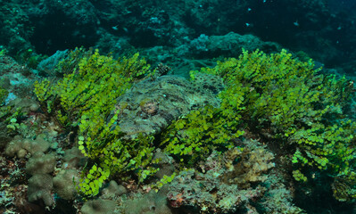 front view of de beaufort's flathead fish lying still and camouflaged among the healthy coral reefs of watamu marine park, kenya