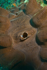 closeup portrait of the mantle of a giant clam in the coral reefs of watamu marine park, kenya © Nirav Shah