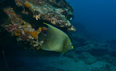 pretty and colourful koran angelfish swimming by with the coral reef and blue waters of watamu...