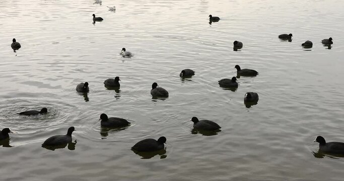 4k movie of a large group of Eurasian coot, fulica atra swimming on a lake. 