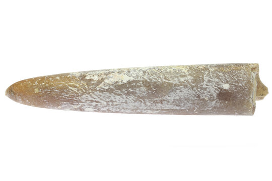belemnite (Gonioteuthis quadrata) from the H&ouml;ver, Germany isolated on white background