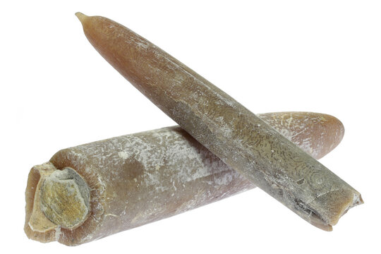 belemnites (Gonioteuthis quadrata) from the H&ouml;ver, Germany isolated on white background
