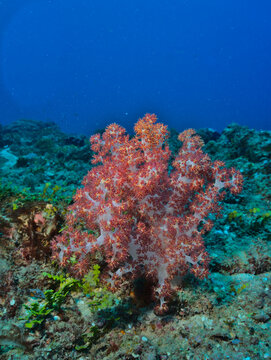 vibrant hemprich soft coral in the clear blue waters and healthy coral gardens of watamu marine park, kenya
