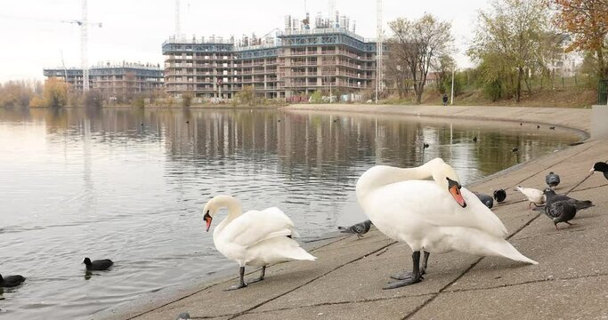 4k movie of Two swans clean their feathers at the edge of a lake in Bucharest.