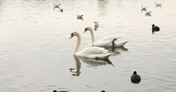 4k movie of Two white swans swimmnig on a calm lake.