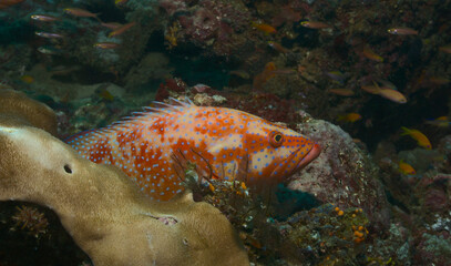 juvenile coral grouper nestled amongst the colurful coral reefs of watamu marine park, kenya