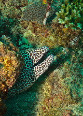 Fototapeta na wymiar A beautiful shy leopard moray eel also known as a laced moray eel hiding in a crevice and peeking out from its lair in the coral reefs of Watamu Marine Park, Kenya.