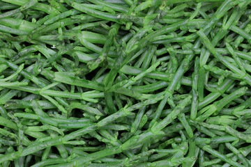 common glasswort for background use