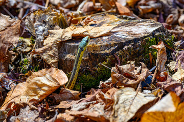 Spring brings warmer temperatures and longer days, it also brings garter snakes out from their den. 2 snakes emerge from their underground nest in Windsor in Upstate NY.