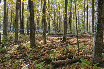 Erablière dans le Canton-De-l'Est au Canada et récolte du sirop d'érable