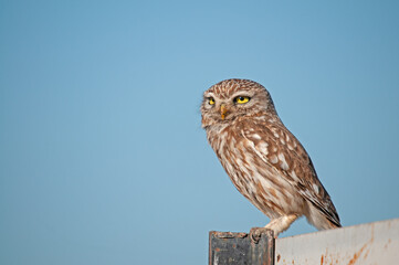 Little Owl (Athene noctua) standing on the signboard.