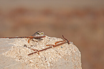 Little Owl (Athene noctua) hiding behind a pile of construction rubble.