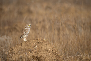 Little Owl (Athene noctua) on the ground.