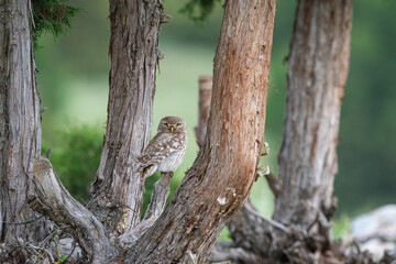 Little Owl (Athene noctua) on a branch.