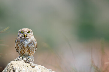 Little Owl (Athene noctua) on the stones.