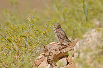 Little Owl (Athene noctua) on the stones.