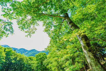 新緑のシラカバとミズナラの森