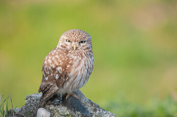 Little Owl (Athene noctua) with an angry look. Green background.