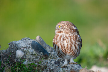 Little Owl (Athene noctua) on the stones.
