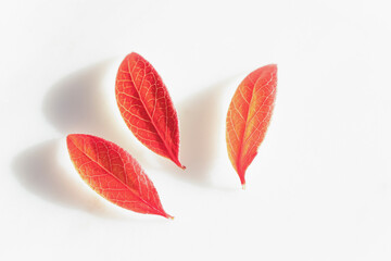 白い漆喰の上の赤いブルーベリーの葉と影