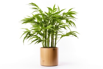 Green bamboo in a decorative flowerpot, nature's beauty, botanical charm for modern homes. - obrazy, fototapety, plakaty