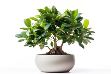 Green bonsai delight: Nature in a pot, decorative houseplant