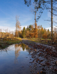 Marburg, Forest, forest path deep lane filled with rain, reflection