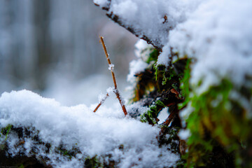 Moos im Schnee