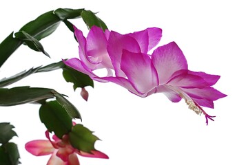 Pink to white coloured flowers and flower buds of False Christmas Cactus, also called Christmas Cactus, latin name Schlumbergera, on white background
