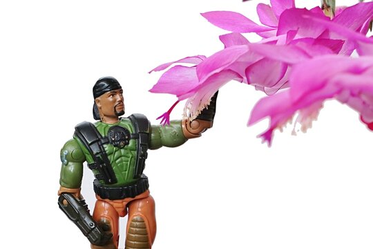 GI JOE action figure of machine gunner Heavy Duty, version 2004 by Hasbro, adoring pink flowers of blossoming False Christmas Cactus, latin name Schlumbergera Truncata, white background. 