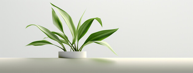 Wide panoramic banner wallpaper of a pot with small plant in a white background 