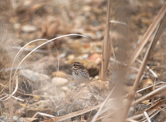 Song Sparrow