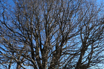 Hundreds of dry branches on an old big tree in front of a blue sky, Wertach, Allgau, Germany