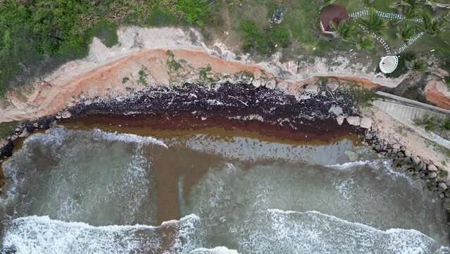 Aerial top view of sargassum accumulation along tropical Caribbean coastline